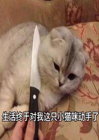 旧爱新欢txt