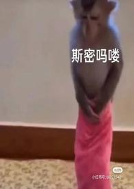 泡芙小姐动画片